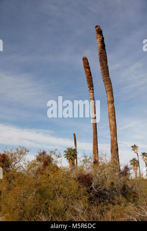 Oasis de Mara ; Twentynine Palms, CA . Situé à où l'eau souterraine permet de défaut Pinto pour atteindre la surface, l'Oasis de Mara soutient un dense rassemblement de la vie dans le désert aride. Banque D'Images