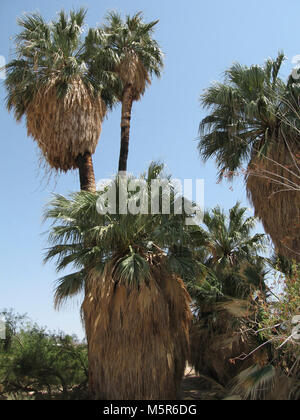 Oasis de Mara ; Twentynine Palms, CA . Situé à où l'eau souterraine permet de défaut Pinto pour atteindre la surface, l'Oasis de Mara soutient un dense rassemblement de la vie dans le désert aride. Banque D'Images