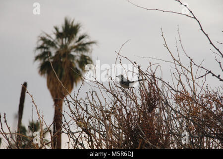 Oasis de Mara ; Twentynine Palms, CA . Situé à où l'eau souterraine permet de défaut Pinto pour atteindre la surface, l'Oasis de Mara soutient un dense rassemblement de la vie dans le désert aride. Banque D'Images