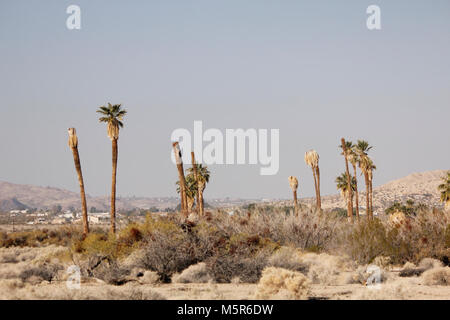 Oasis de Mara ; Twentynine Palms, CA . Situé à où l'eau souterraine permet de défaut Pinto pour atteindre la surface, l'Oasis de Mara soutient un dense rassemblement de la vie dans le désert aride. Banque D'Images