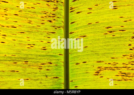 Fermer les feuilles de bananier texture pattern. Arrière-plan de la nature. Banque D'Images