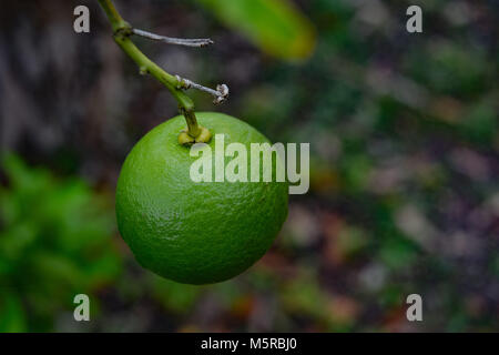 Citron sur arbre Banque D'Images