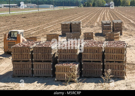 Une récolte de pommes de terre du Mississippi du nord. Banque D'Images