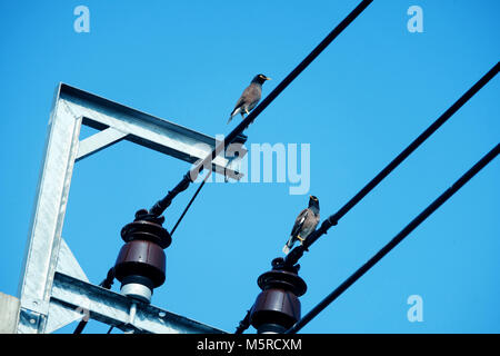 Deux oiseaux pigeon se tenir sur des câbles électriques avec fils cleary ciel bleu, coup horizontal Banque D'Images