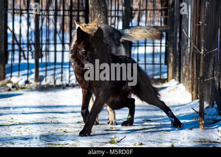 Loup noir dans la neige Banque D'Images