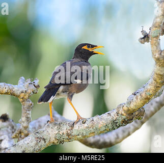 Myna Acridotheres tristis (commune) est une espèce introduite en Australie, l'extrême nord du Queensland, Australie, Queensland, FNQ Banque D'Images