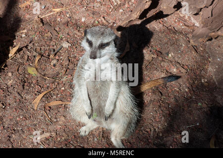 Meerkat On Guard Banque D'Images