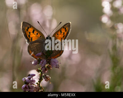 Petit cuivre, Lycaena phlaeas Banque D'Images