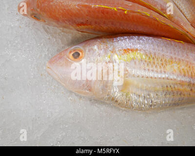 Matières threadfin bream on ice Banque D'Images