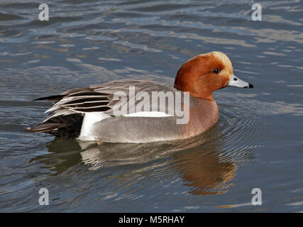 Le Canard siffleur Canard (Drake) (Anas penelope), WWT Arundel, West Sussex, Angleterre Banque D'Images