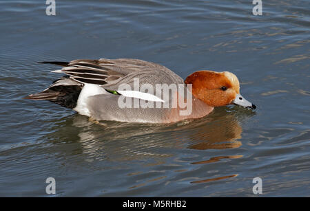 Le Canard siffleur Canard (Drake) (Anas penelope), WWT Arundel, West Sussex, Angleterre Banque D'Images