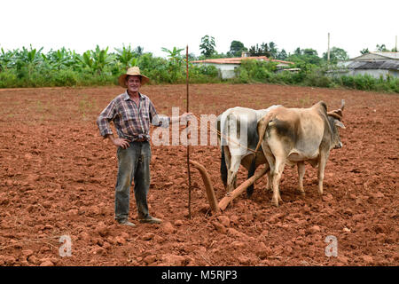 Viñales, Cuba - 27 octobre 2016 : avec des boeufs fermier cubain travaillant dans les champs à la culture de la plante de tabac Banque D'Images