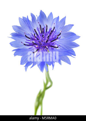 Bleuet bleu (Cyanus segetum) isolé sur fond blanc Banque D'Images