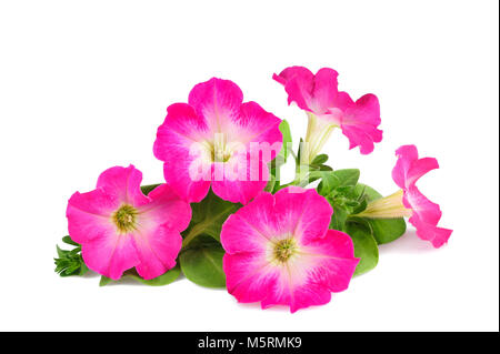 Fleurs surfinia rose isolé sur fond blanc Banque D'Images