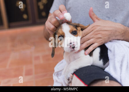 Man holding chiot beagle Banque D'Images