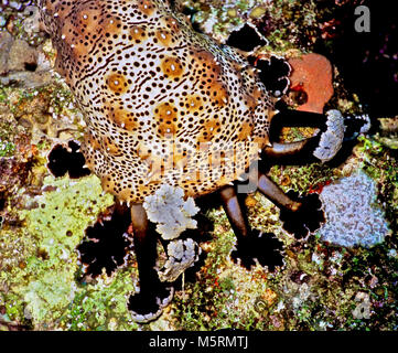 Il s'agit d'une photo en gros plan de la face d'un concombre de mer adultes (Pearsonothuria graeffei : 30 cms. de longueur) : une holothurie. Il montre la zone autour de la bouche, qui est entouré de tentacules de la palette. Ils sont noir sur le dessus, blanc en dessous et gratter le substrat d'algues et d'autres matières organiques qui sont ensuite transférées à la bouche. Comme les oursins et d'étoiles, il se déplace au moyen de nombreux pieds tube hydraulique. En situation d'alerte, elle décourage les prédateurs potentiels par l'extrusion de fils contenant la neuro-toxines, comme echinoside A. photographié dans la mer Rouge Egyptienne. Banque D'Images