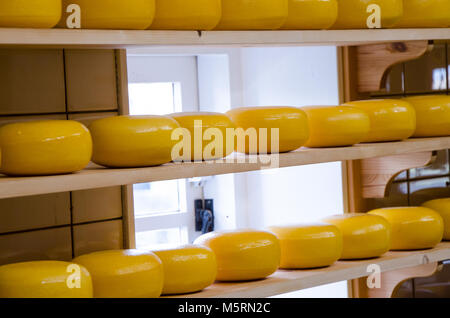 La production de fromage dans la campagne de Hollande Banque D'Images