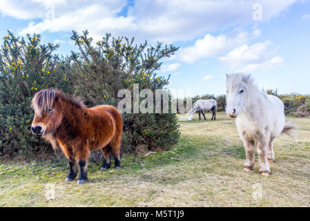 New Forest poneys avec leur dos à un vent froid en février. Banque D'Images