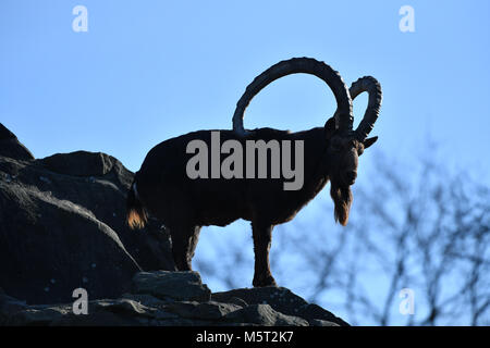 26 février 2018, Allemagne, Berlin : la slihouette d'un bouquetin sibérien peut être vu sur un rocher au zoo de Berlin. Photo : Paul Zinken/dpa Banque D'Images