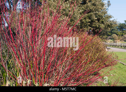 De couleur rouge vif, tiges d'un Cornus alba 'Sibirica' (Sibérie) plante en hiver dans le sud de l'Angleterre, Royaume-Uni. Banque D'Images