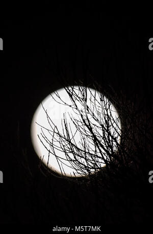 Supermoon à travers des arbres au 1er janvier 2018 pris dans le sud de l'Angleterre, Royaume-Uni. La pleine lune la nuit en hiver. Portrait avec copyspace. Banque D'Images