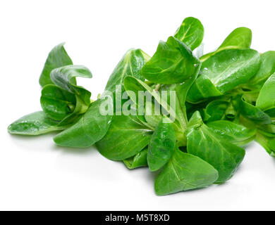 Salade de maïs frais lavés, isolé sur fond blanc. Découpez la salade ou laitue, feuilles vertes sur fond blanc. Suivre un régime sain de manger ou de scène. Banque D'Images