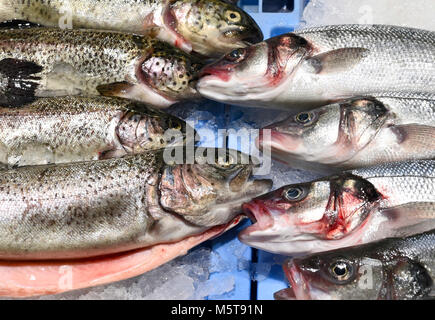 Poisson frais, crus sur un étal du marché de poissons. Truites fraîches ou saumon de fontaine et le loup de mer, close-up shot. Banque D'Images