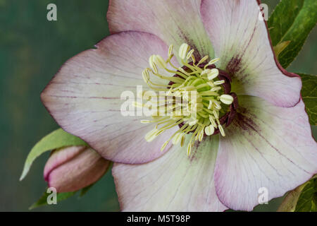 Fermer le centre de la fleur d'un rose pâle hellebore Banque D'Images