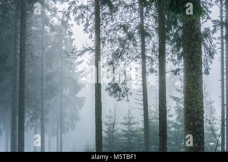 Paysage d'une forêt brumeuse et sombre dans les Vosges en hiver. Banque D'Images