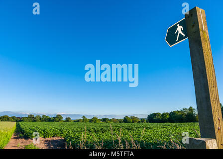 Campagne Sentier Public dans Cheshire, Royaume-Uni avec panneau sur un champ de pommes de terre. Banque D'Images
