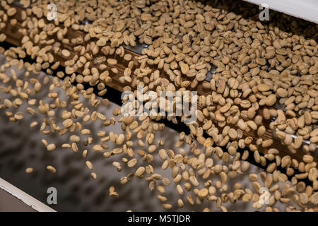 Grain de café brut le tri et le traitement dans une usine Banque D'Images