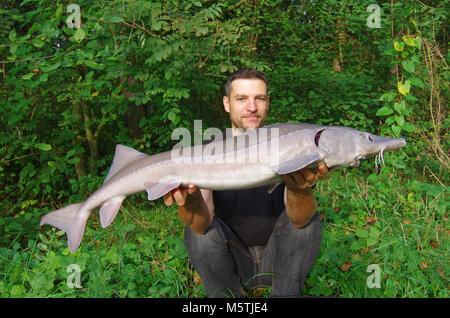 Scène de pêche, les captures de poisson, heureux pêcheur tenant une belle sturgeon Banque D'Images