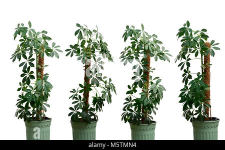 Ensemble de belles Schefflera arboricola vert frais ou umbrella tree nain en pot vert isolés dans la lumière du soleil sur le fond blanc. Banque D'Images