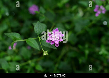 Les Indiens de l'Ouest, Eldkrona Lantana (Lantana camara) Banque D'Images