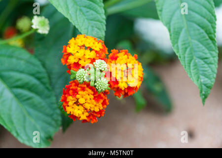 Les Indiens de l'Ouest, Eldkrona Lantana (Lantana camara) Banque D'Images