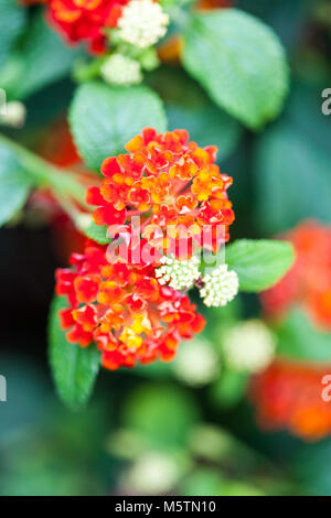 Les Indiens de l'Ouest, Eldkrona Lantana (Lantana camara) Banque D'Images