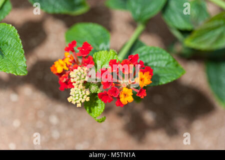 Les Indiens de l'Ouest, Eldkrona Lantana (Lantana camara) Banque D'Images