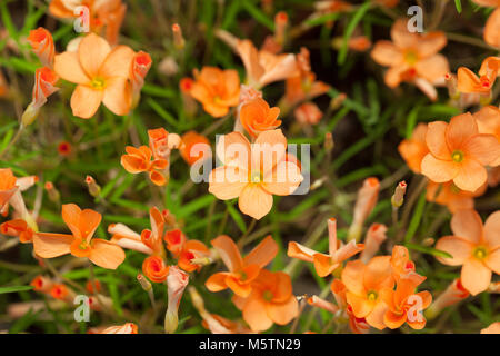 L'oxalide svelte, Oxalis miniata (Oxalis gracilis) Banque D'Images