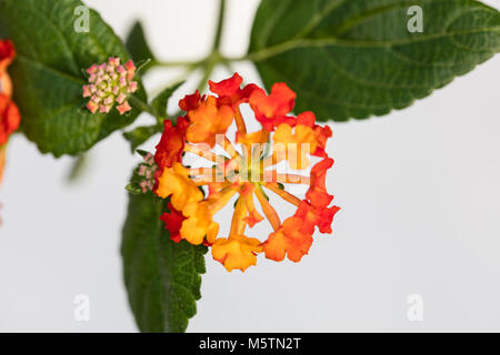 Les Indiens de l'Ouest, Eldkrona Lantana (Lantana camara) Banque D'Images