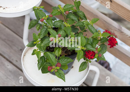 Les Indiens de l'Ouest, Eldkrona Lantana (Lantana camara) Banque D'Images