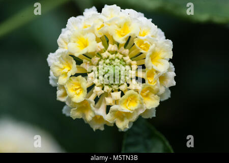 Les Indiens de l'Ouest, Eldkrona Lantana (Lantana camara) Banque D'Images