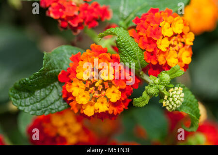 Les Indiens de l'Ouest, Eldkrona Lantana (Lantana camara) Banque D'Images