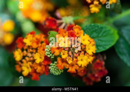 Les Indiens de l'Ouest, Eldkrona Lantana (Lantana camara) Banque D'Images