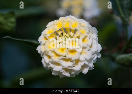 Les Indiens de l'Ouest, Eldkrona Lantana (Lantana camara) Banque D'Images