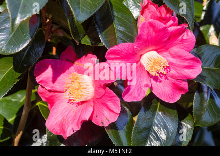 Fleurs roses de la fin de l'hiver, cet arbuste à fleurs Camellia japonica 'Spring promesse' Banque D'Images