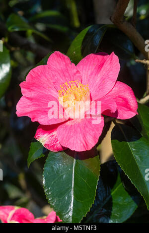 Fleur rose unique de la fin de l'hiver, cet arbuste à fleurs Camellia japonica 'Spring promesse' Banque D'Images