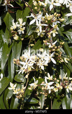 La fin de l'hiver, fleurs et feuillages de l'élégant, Clematis armandii grimpante à feuilles persistantes Banque D'Images