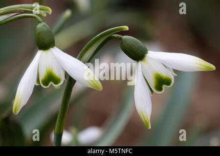 Fleurs bien marqué de l'hiver blooming snowdrop, Galanthus 'Green Arrow' Banque D'Images