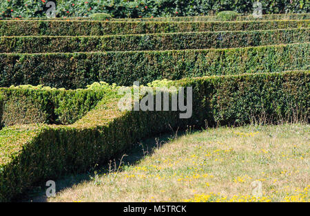 Boîte d'été en buis evergreen park hillside. Composition de plantes sur une pelouse verte. Parc Sofiyivka dendrologie, Uman, Ukraine. Banque D'Images