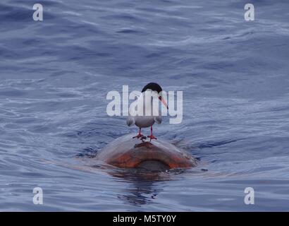 La sterne pierregarin reposant sur tortue, l'île de Madère (Océan Atlantique) Banque D'Images